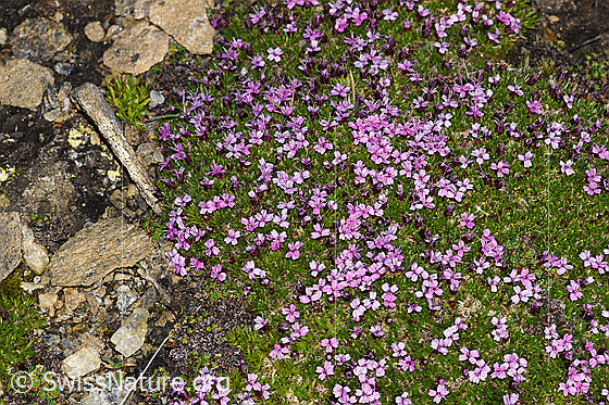 Foto: Kalk-Polsternelke (Silene acaulis). Ganze Pflanze (Habitus).