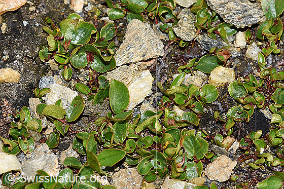 Photo: Salix herbacea. Leaves.