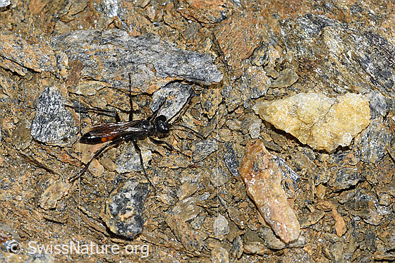 Photo: Probably Grabwespe. Length 10 - 14mm. View from diagonally above.