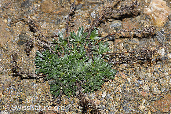 Photo: Artemisia genipi. Whole plant (habiti).