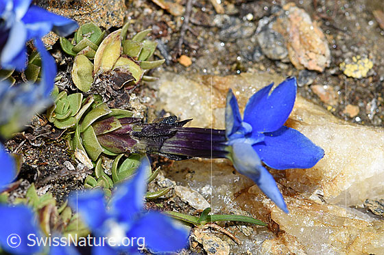 Photo: Gentiana schleicheri. Whole plant (habiti).