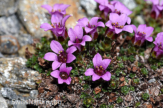 Photo: Saxifraga oppositifolia. Blossoms.