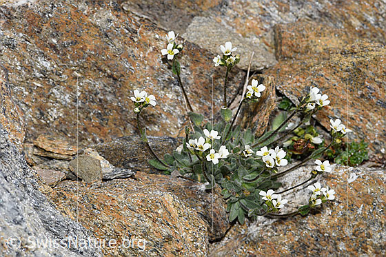 Foto: Filziges Hungerblümchen (Draba tomentosa). Ganze Pflanze.