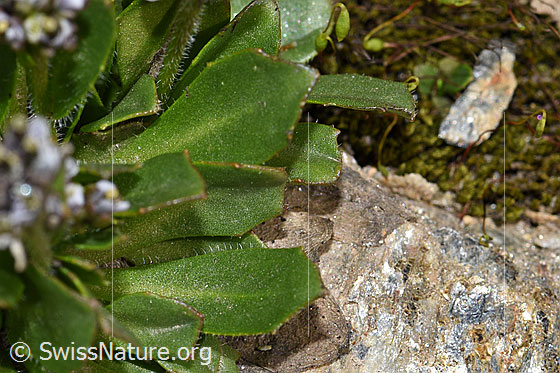 Photo: Arabis caerulea. Leaves.