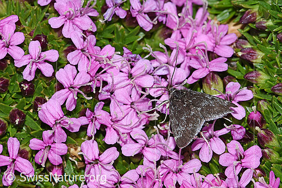Foto: Wahrscheinlich Orenaia lugubralis (Zünsler) auf Kalk-Polsternelke (Silene acaulis). Flügel geschlossen. Ansicht von oben.