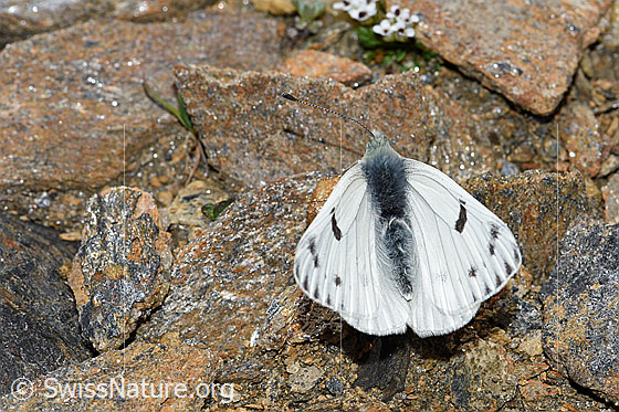 Photo: Pontia callidice. Male. Wings half open. View from above. This butterfly has lost a feeler.
