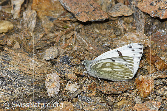 Foto: Alpenweissling (Pontia callidice). Männchen. Flügel halb geöffnet. Ansicht von der Seite.