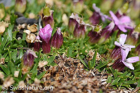 Foto: Kalk-Polsternelke (Silene acaulis). Blüten. Ansicht von der Seite.