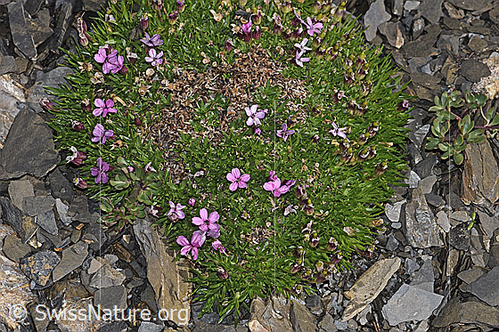 Foto: Kalk-Polsternelke (Silene acaulis). Ganze Pflanze (Habitus).