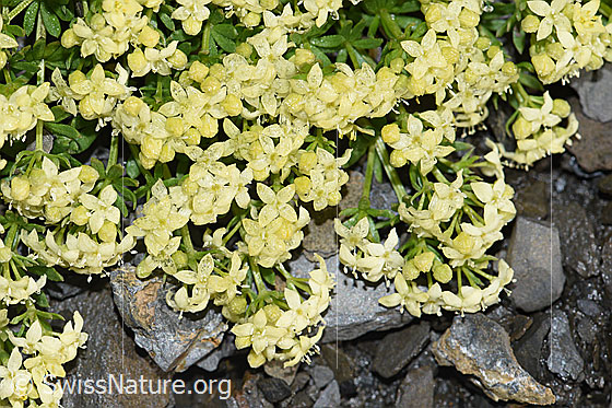 Foto: Schweizer Labkraut (Galium megalospermum). Blüten.