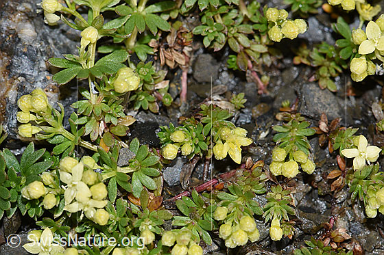 Foto: Schweizer Labkraut (Galium megalospermum). Blüten und Blätter.