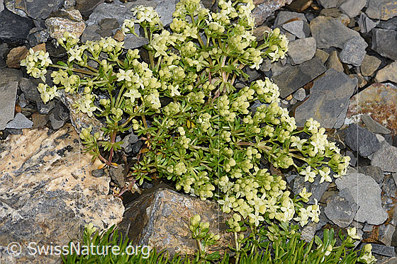 Foto: Schweizer Labkraut (Galium megalospermum). Ganze Pflanze (Habitus).