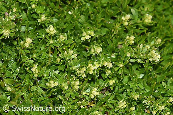 Foto: Schweizer Labkraut (Galium megalospermum). Knospen und Blätter.