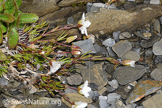 Foto: Frühlings-Miere (Minuartia verna). Ganze Pflanze (Habitus)