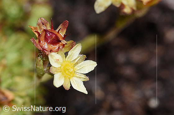 Foto: Moschus-Steinbrech (Saxifraga exarata ssp. moschata). Blüten blühend oder verblüht.
