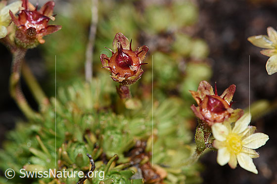 Foto: Moschus-Steinbrech (Saxifraga exarata ssp. moschata). Blüten blühend oder verblüht.