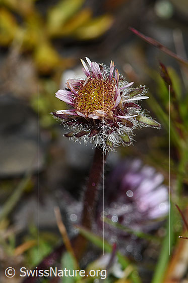 Foto: Einköpfiges Berufkraut (Erigeron uniflorus). Blüte.