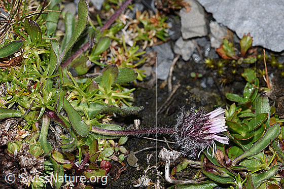Foto: Einköpfiges Berufkraut (Erigeron uniflorus). Ganze Pflanze (Habitus).