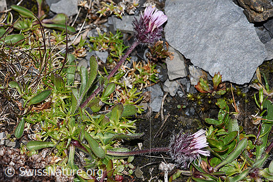 Foto: Einköpfiges Berufkraut (Erigeron uniflorus). Ganze Pflanze (Habitus).