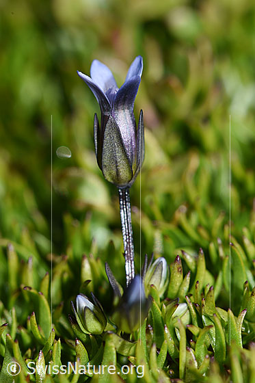 Photo: Gentiana tenella. Whole plant (habiti).