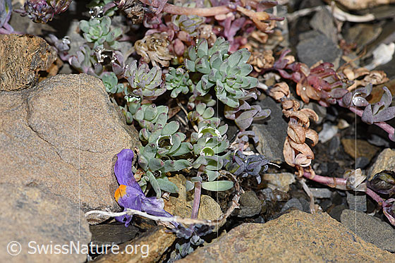 Foto: Alpen-Leinkraut (Linaria alpina). Ganze Pflanze (Habitus).