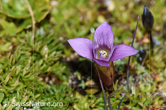 Photo: Gentiana campestris. Blossom. View from diagonally above.