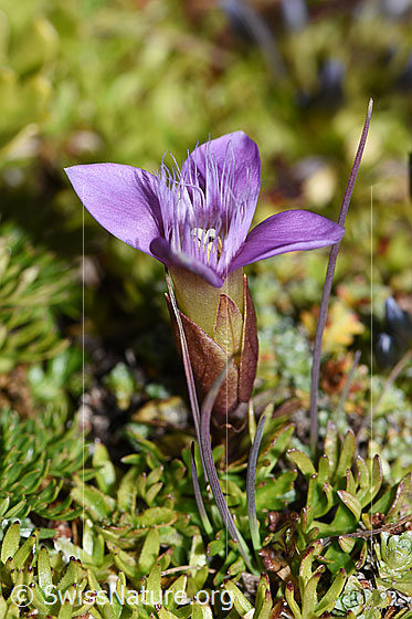Photo: Gentiana campestris. Whole plant (habiti). View from the side.