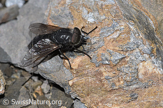 Foto: Hybomitra caucasica (Bremse). Männchen. Ansicht von seitlich vorne oben.