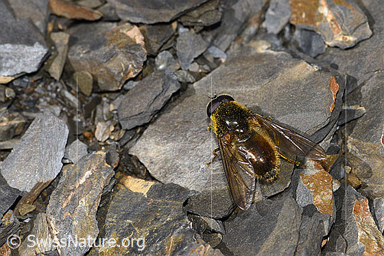 Foto: Wahrscheinlich Korbblütler-Erzschwebfliege (Cheilosia canicularis). Länge 14mm. Männchen. Ansicht von schräg oben.