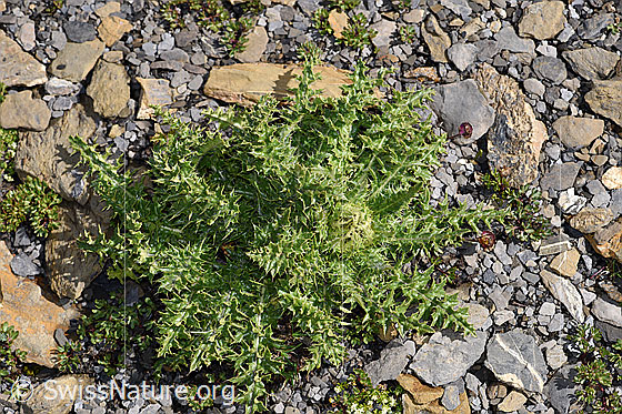 Photo: Cirsium spinosissimum. Whole plant (habitus) with surroundings.