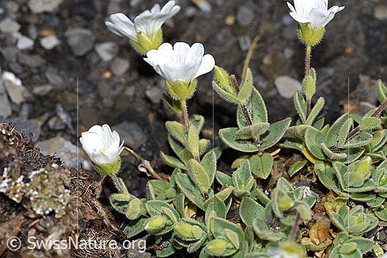 Foto: Breitblättriges Hornkraut (Cerastium latifolium). Ganze Pflanze (Habitus).
