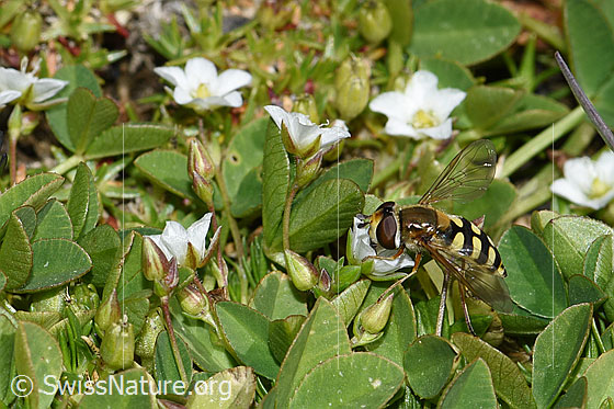 Foto: Mondfleck-Feldschwebfliege (Eupeodes luniger) Frühlings-Miere (Minuartia verna). Länge 9 - 12mm. Weibchen. Ansicht von der Seite.