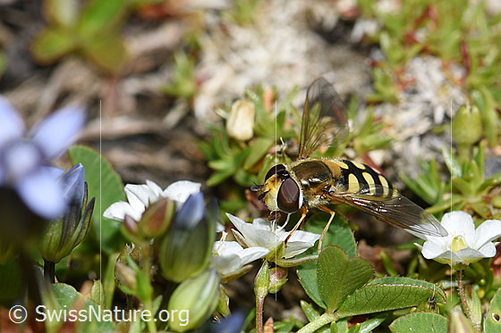 Foto: Mondfleck-Feldschwebfliege (Eupeodes luniger) an Frühlings-Miere (Minuartia verna). Länge 9 - 12mm. Weibchen. Ansicht von seitlich vorne.