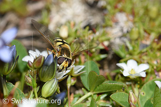 Foto: Mondfleck-Feldschwebfliege (Eupeodes luniger) Frühlings-Miere (Minuartia verna). Länge 9 - 12mm. Weibchen. Ansicht von vorne.