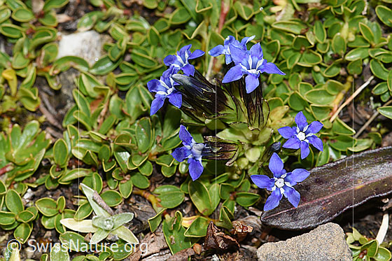 Foto: Schnee-Enzian (Gentiana nivalis). Ganze Pflanze (Habitus).
