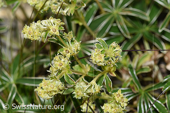 Foto: Glänzender Silbermantel (Alchemilla nitida). Blüten.