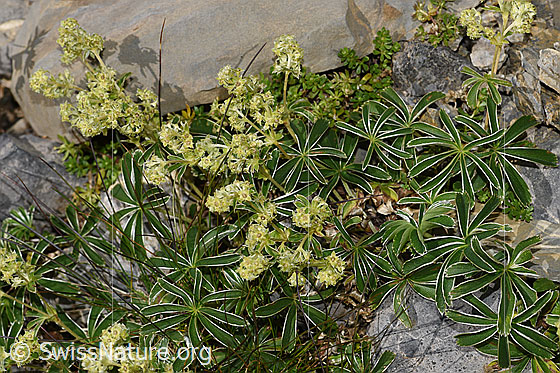 Foto: Glänzender Silbermantel (Alchemilla nitida). Ganze Pflanze (Habitus)