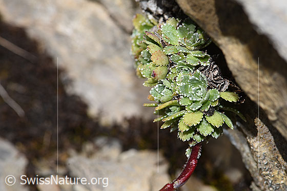 Foto: Trauben-Steinbrech (Saxifraga paniculata). Blattrosetten und Stängel.