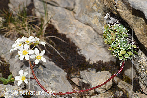 Photo: Saxifraga paniculata. Whole plant (habiti). This specimen has a special growth habit.