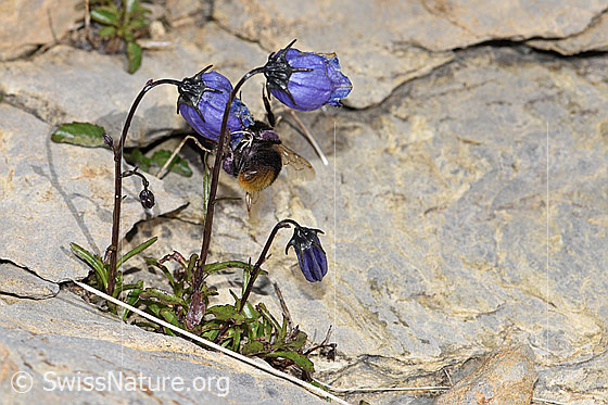 Photo: Campanula cochleariifolia. Whole plant (habiti).
