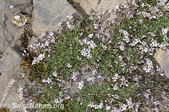 Photo: Gypsophila repens. Whole plant (habiti).