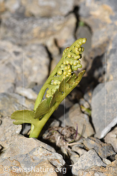 Foto: Echte Mondraute (Botrychium lunaria). Ganze Pflanze (Habitus). Ansicht von der Seite.