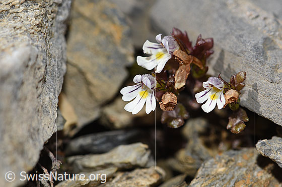 Foto: Zwerg-Augentrost (Euphrasia minima). Ganze Pflanze (Habitus)