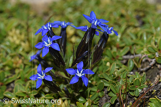 Photo: Gentiana nivalis. Whole plant (habiti).