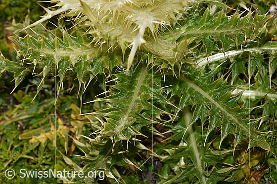 Foto: Alpen-Kratzdistel (Cirsium spinosissimum). Blätter.