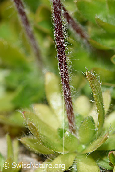 Foto: Bewimperter Mannsschild (Androsace chamaejasme). Stängel.