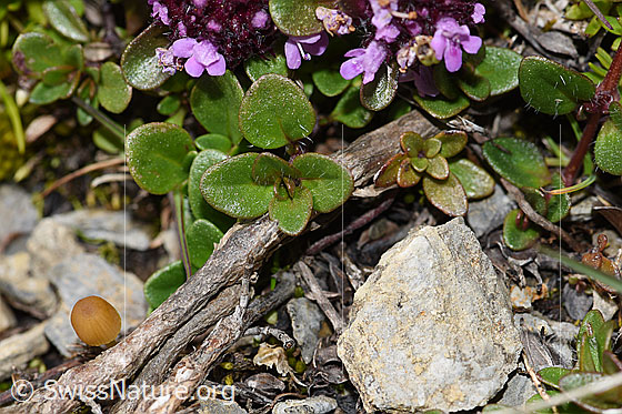 Photo: Thymus polytrichus. Leaves and shoots.