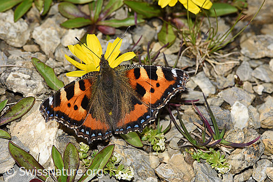 Foto: Kleiner Fuchs (Aglais urticae) auf Berg-Milchkraut (Leontodon montanus). Flügel geöffnet. Ansicht von oben.