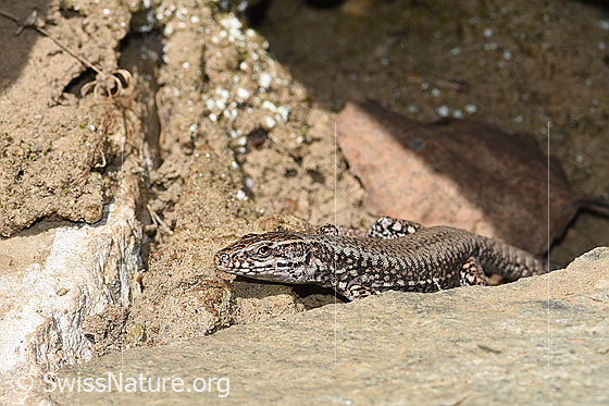 Foto: Mauereidechse (Podarcis muralis). Ansicht von seitlich vorne.