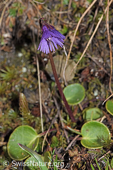 Foto: Grosses Alpenglöckchen (Soldanella alpina). 